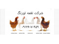 Icon for قیمت فروش مرغ تخمگذار لوهمن - طیور - طیور