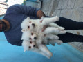 فروس سگ ساموید در تهران وکرج - فروس رک 22یونیت عمق 60
