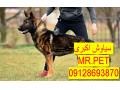 Icon for توله سگ ژرمن شپرد باهوش و بازیگوش