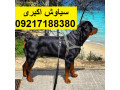 Icon for مرکز پرورش سگ روتوایلر اصیل خرید و فروش سگ 