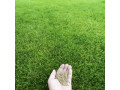 بذر چمن گرمسیری  | بذر چمن برموداگراس 09197443453