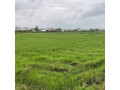 فروش زمین زراعی برنج به مساحت 1 هکتار در گیلان - مساحت 5000 متر