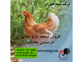 فروش جوجه نیمچه مرغ و خروس - فروش طیور - استان تهران - خروس و مرغ زیبا