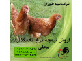 Icon for قیمت نیمچه مرغ محلی،مرغ تخمگذار بومی گلپایگان-طیور