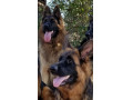 Icon for سگ ژرمن شپرد_بهترین گزینه برای افرادی که بدنبال سگ نگهبان میباشند