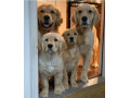 فروش سگ گلدن رتریور(سگ پرستار) در رنگها و کیفیت متنوع 