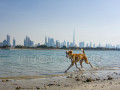 Animal Supply United Arab Emirates