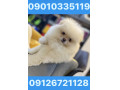 Icon for فروش سگ جیبی،عروسکی،اپارتمانی.پودل،پیکنیز،پامر،شیتزو،مالتیز