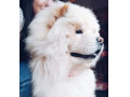 فروش سگ چاو چاو در معتبرترین پانسیون ایران - پانسیون بدون قفس سگ