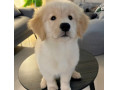 فروش سگ گلدن در معتبرترین پانسیون ایران - پانسیون در دبی