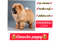 Icon for 🐾🐶فروش  توله سگ چاو چاو از ۵۰ روز ،۲ ماهه ، ۳ ماهه تا بالغ واکسن و  انگل تراپی شده.🐾