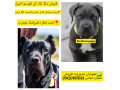 فروش سگ نژاد کن کورسو  و توله سگ کن کورسو از ۳ ماهه تا بالغ 