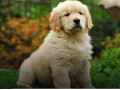 سگ های گلدن رتریور زیبا برای فروش