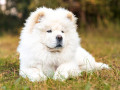 سگ های سامویید زیبا و دوست داشتنی برای فروش  - مدل های عکس دو دوست