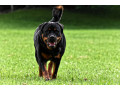 Icon for روتوایلر اصالت دار - فروش سگ پوزه دلقکی - سگ های نگهبانی روتوایلر