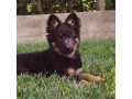 Icon for سگ نگهبانی ژرمن - اصیل - با اصالت