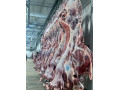 گوشت گوساله کشتار روز - خط کشتار