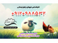 سبد کشتارگاه و مرغ - کشتارگاه مرغ ترکیه