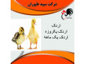 فروش ویژه اردک پکنی 20 روزه