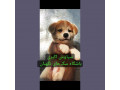 سگ آکیتا ژاپنی اصیل توله سگ قیمت سگ آکیتا