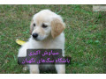 Icon for فروش سگ گلدن دو ماهه اصیل