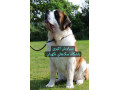 Icon for فروش سگ سنت برنارد نگهبان اصیل و گله دار