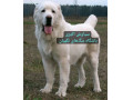 Icon for فروش سگ آلابای ترکمن اصیل و بالغ
