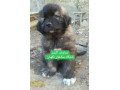 Icon for سگ سرابی 2 ماهه اصیل ایرانی نگهبان