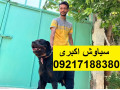 Icon for مرکز پرورش سگ روتوایلر اصیل خرید و فروش سگ روتوایلر