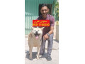 Icon for *🐶 توله سگ نژاد آکیتا (ژاپنی و آمریکایی) 🐶*