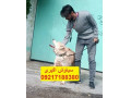 AD is: خرید و فروش سگ اکیتا ژاپنی توله سگ آکیتا ژاپنی