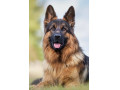 Icon for بزرگ ترین مجموعه پرورش سگ گارد ونگهبان در سطح بین المللی