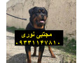 Icon for  روتوایلر سگ خانواده و نگهبان باهوش