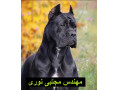 Icon for فروش بهترین کیفیت سگ در سبک سگ گارد و نگهبان 