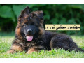 Icon for خرید و فروش توله سگ ژرمن شپرد با تضمین سلامت ، فروش سگ نگهبان