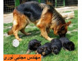 Icon for خرید و فروش سگ ژرمن شپرد با تضمین سلامت - رفیق وفادار شما