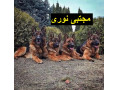 Icon for خرید و فروش سگ نگهبان اصیل در کرج و سراسر کشور 