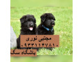Icon for خرید و فروش سگ ژرمن گرگی ، فروش توله ژرمن مشکی در سراسر کشور