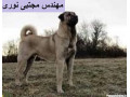 Icon for خرید سگ نگهبان ، فروش سگ کانگال اصل ترکیه ای با ضمانت 