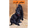 Icon for خرید و فروش ژرمن بلک‌ اصیل و با کیفیت بالا ، سگ نگهبان 