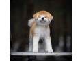 Icon for فروش سگ اکیتا ژاپنی