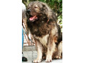 مژده به طرفداران سگهای غول پیکر - عکس سگهای قفقازی