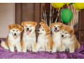 فروش توله سگ جاپانیز اکیتا و امریکن اکیتا