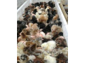 🐣🐣🐣🐣🐣 *جوجه مرغ بومی*🐣🐣🐣