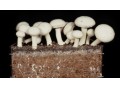 فروش فوق العاده کمپوست قارچ_ خاک پوششی پرورش قارچ_ بذر(اسپان) قارچ و تجهیزات سالنهای تولید قارچ