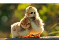 فروش جوجه مرغ (گوشتی و بومی ) - تخم نطفه دار بومی
