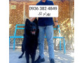 سگ ژرمن شپرد