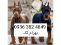 سگ دوبرمن 