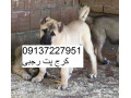 Icon for فروش تخصصی سگ کانگال توله کانگال اصیل وارداتی