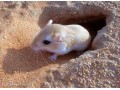 از بین بردن دائمی موش و حشرات  - از بین بردن سلولیت